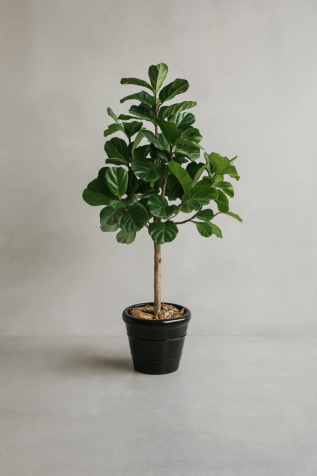 Lyrata Multi Tree by Capital Garden