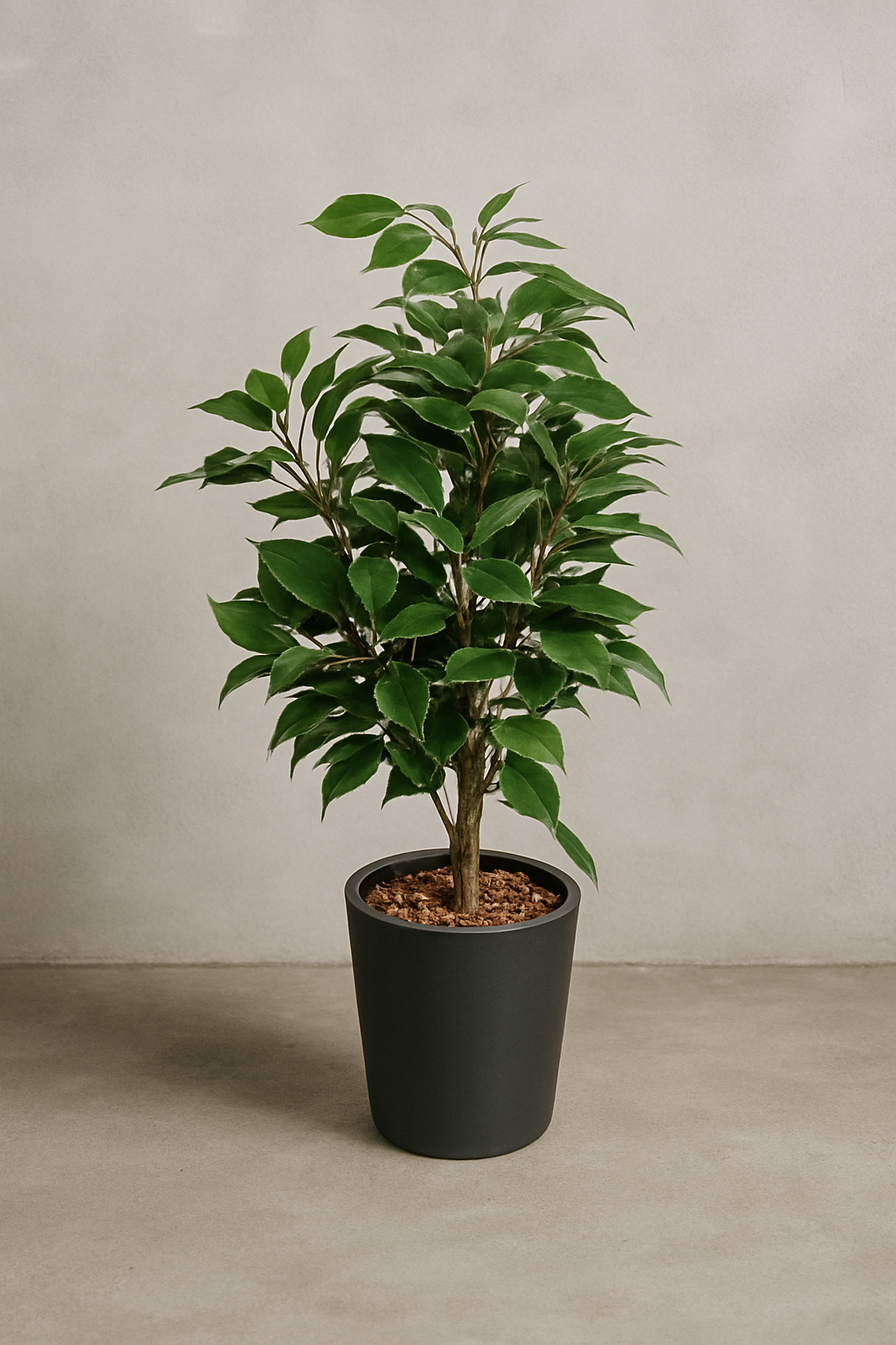 Ficus Tree by Capital Garden