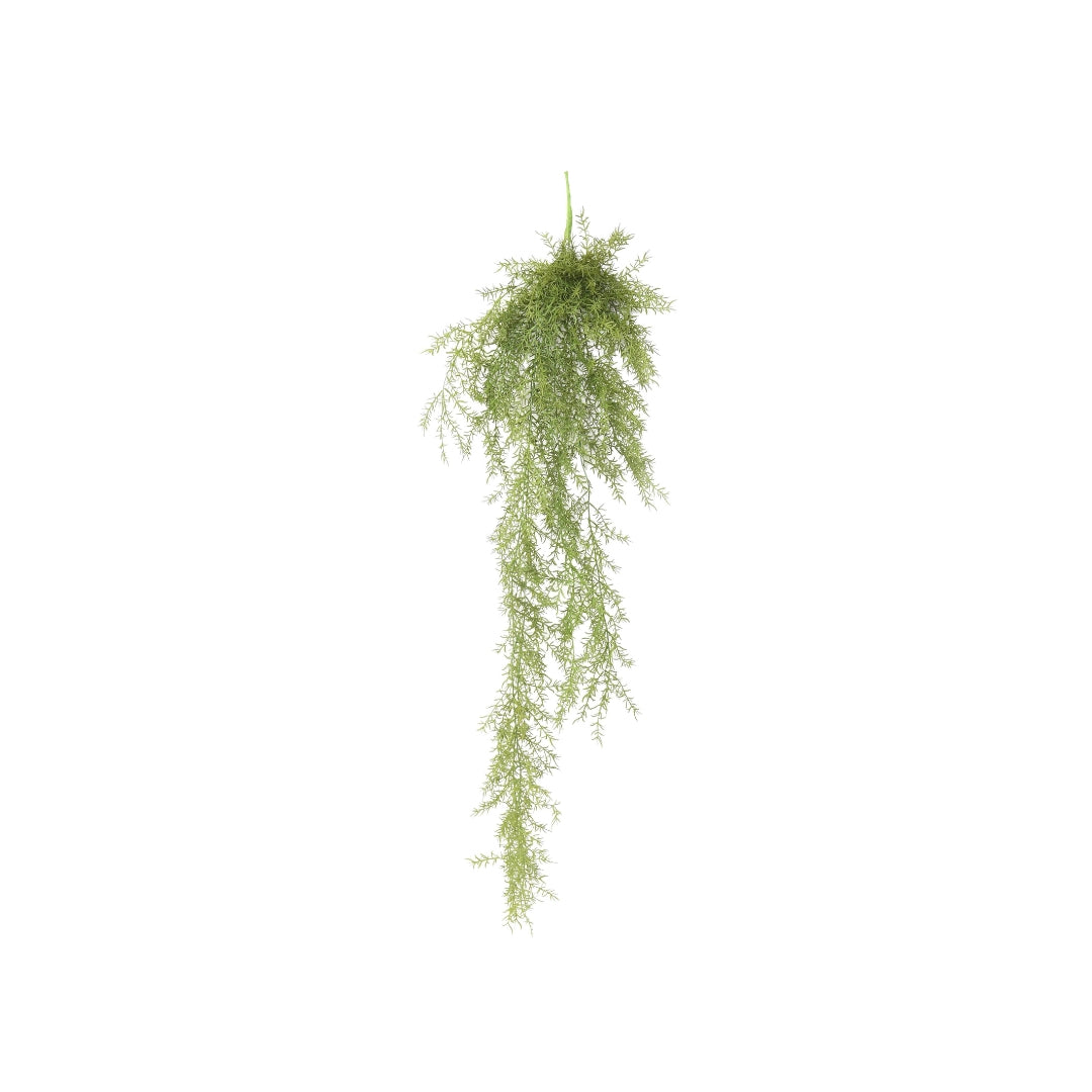 Asparagus Fall by Capital Garden