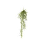 Asparagus Fall by Capital Garden