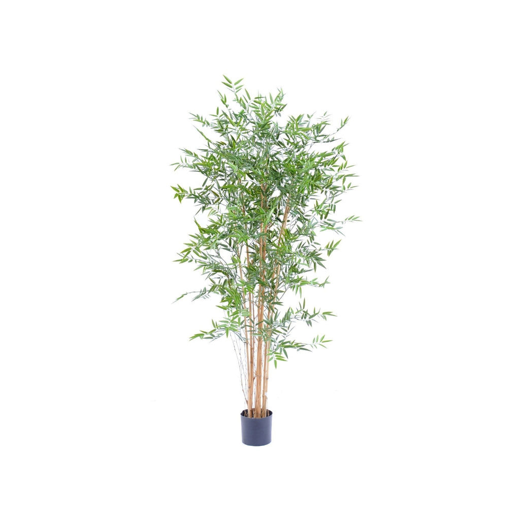 Bamboo Japanese Tree by Capital Garden