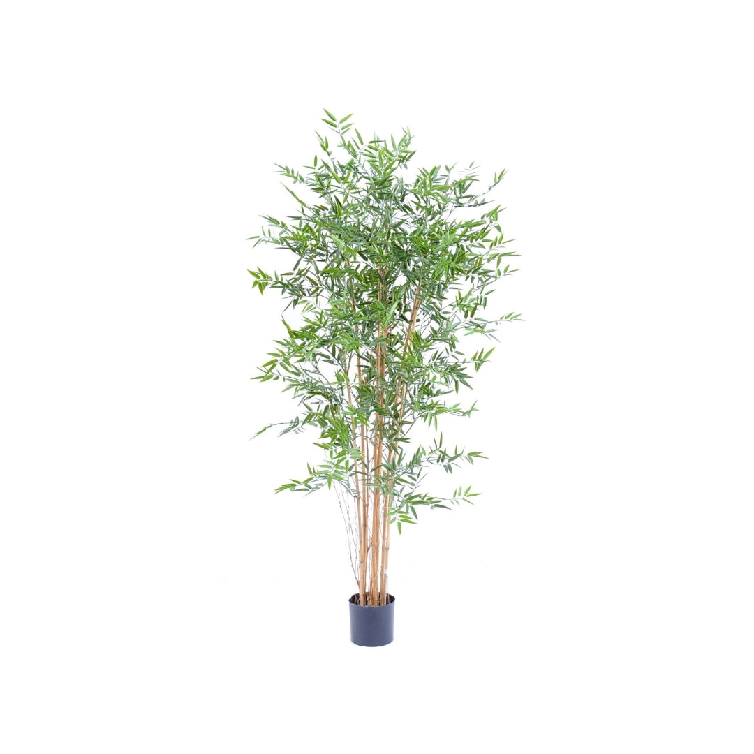 Bamboo Japanese Tree by Capital Garden