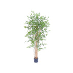 Bamboo Japanese Tree by Capital Garden