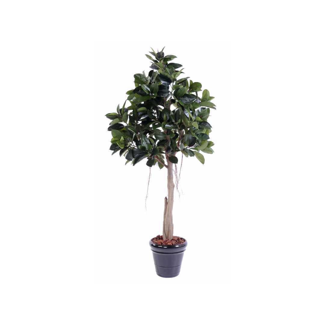 Rubber Plant Tree by Capital Garden