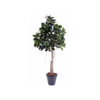 Rubber Plant Tree by Capital Garden