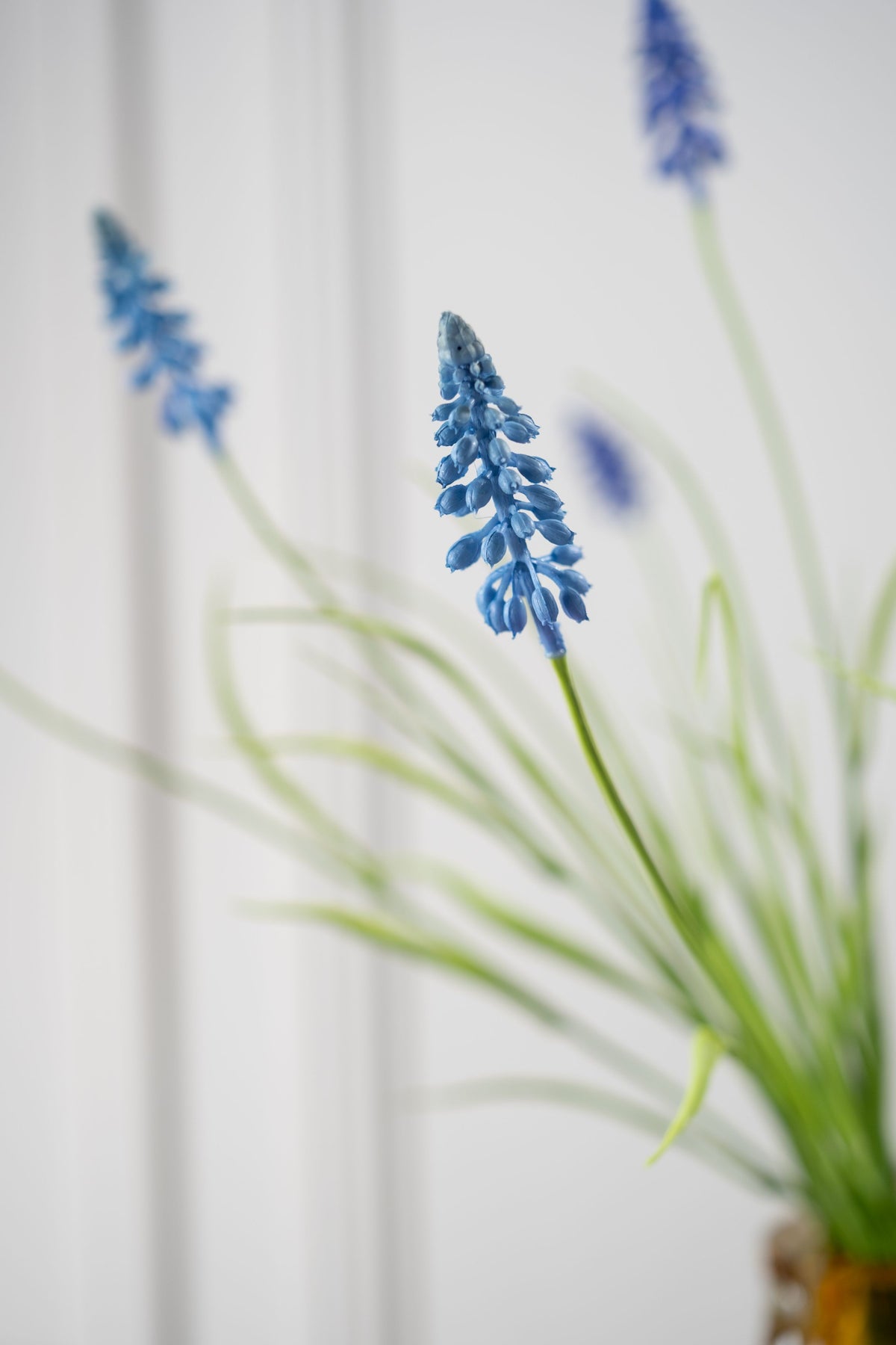 Muscali Spray Blue by Silk-Ka
