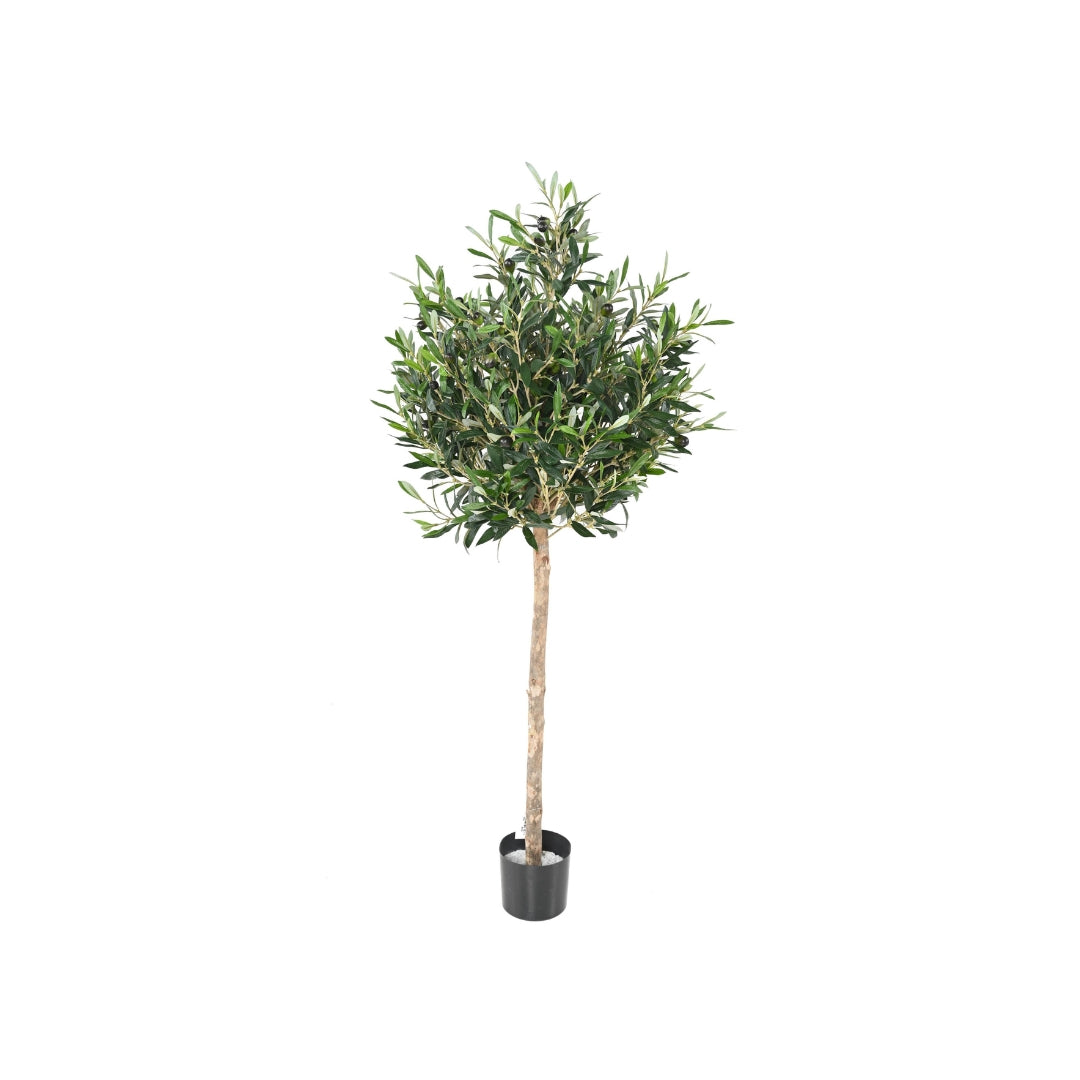 Olive Tree by Capital Garden