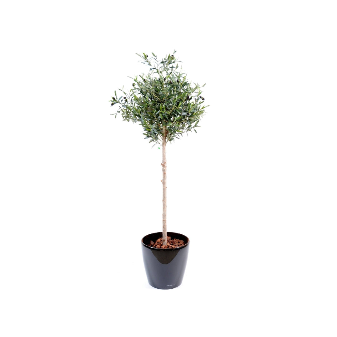 Olive Tree by Capital Garden