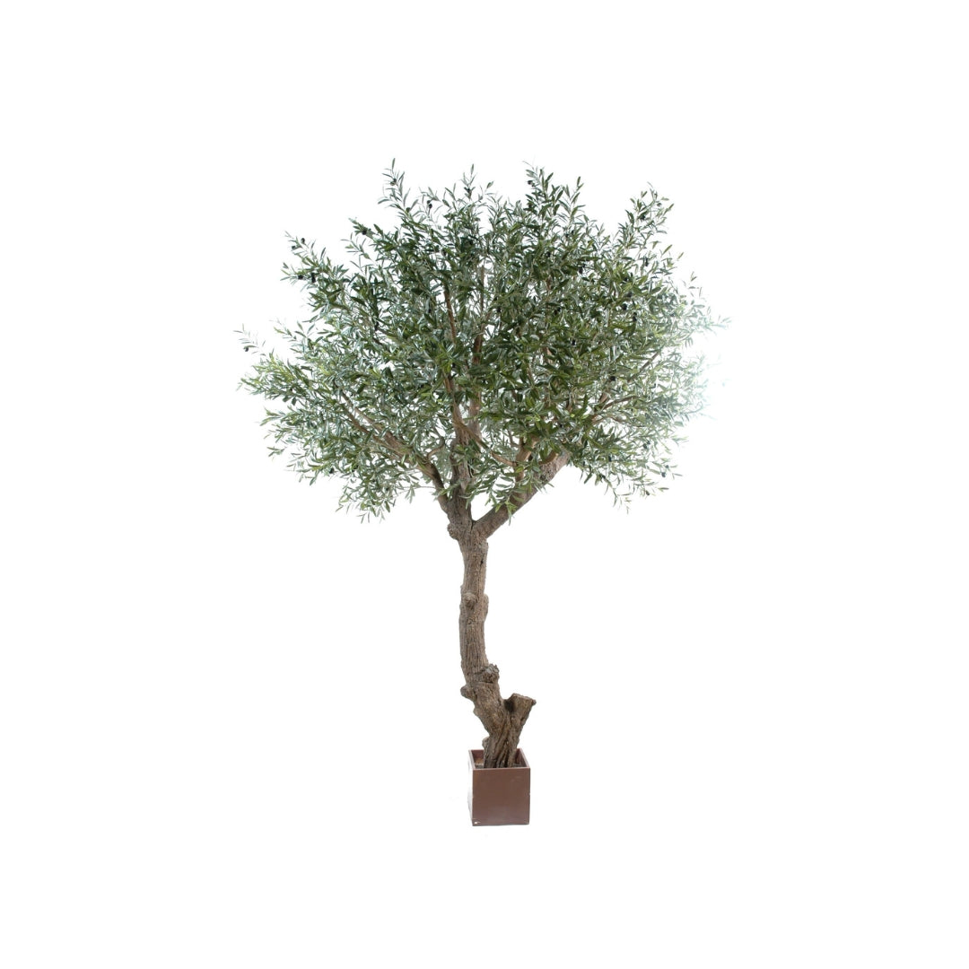 Olive Tree by Capital Garden