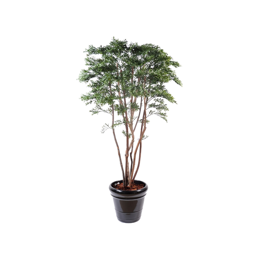 American Willow Tree by Capital Garden