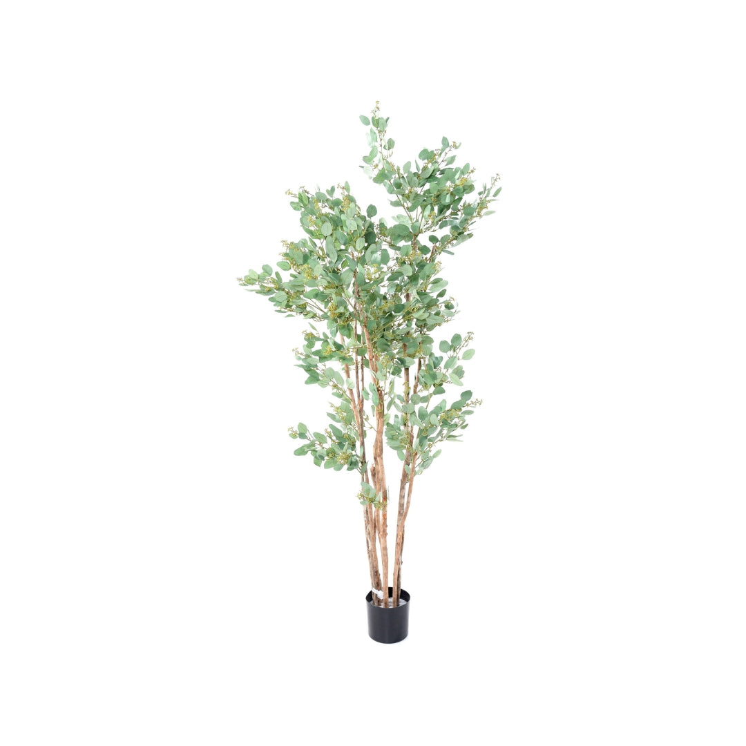 Eucalyptus Tree by Capital Garden