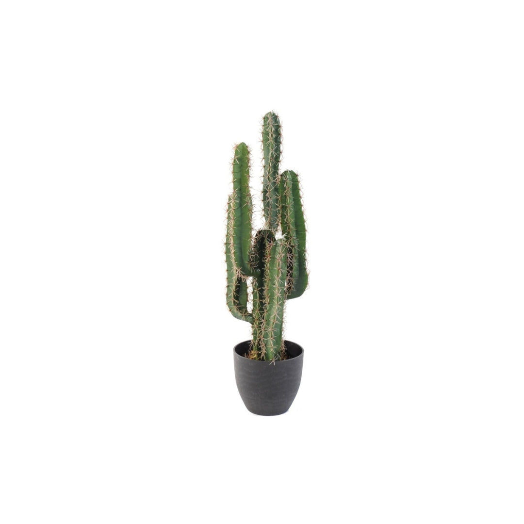 Cactus Finger Tree by Capital Garden
