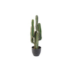 Cactus Finger Tree by Capital Garden
