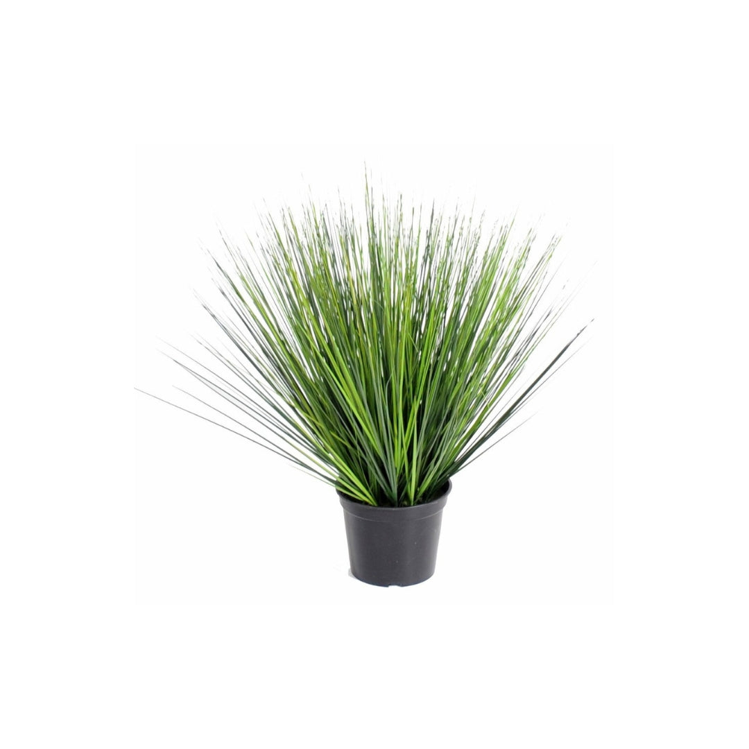 Round Onion Grass Green by Capital Garden