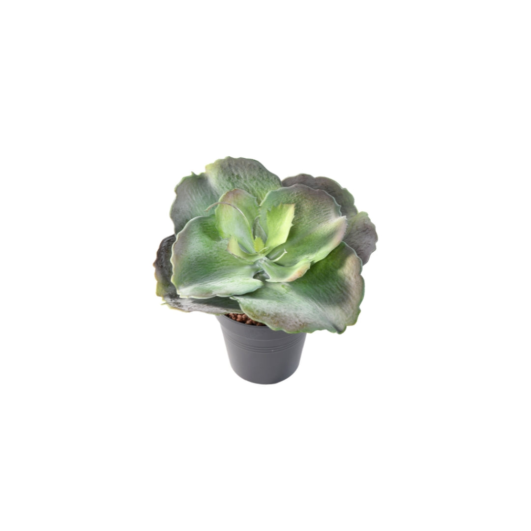Succulent Round by Capital Garden