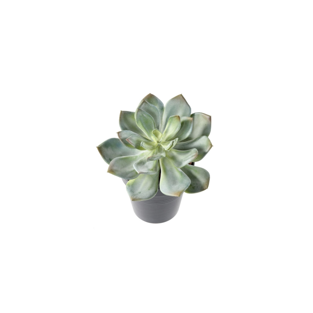 Succulent Green by Capital Garden