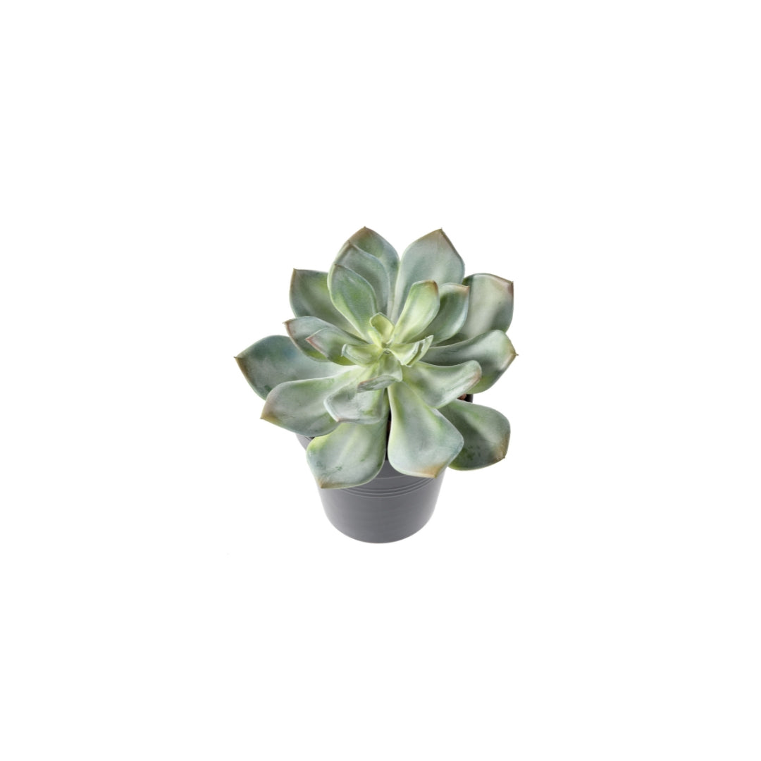 Succulent Green by Capital Garden