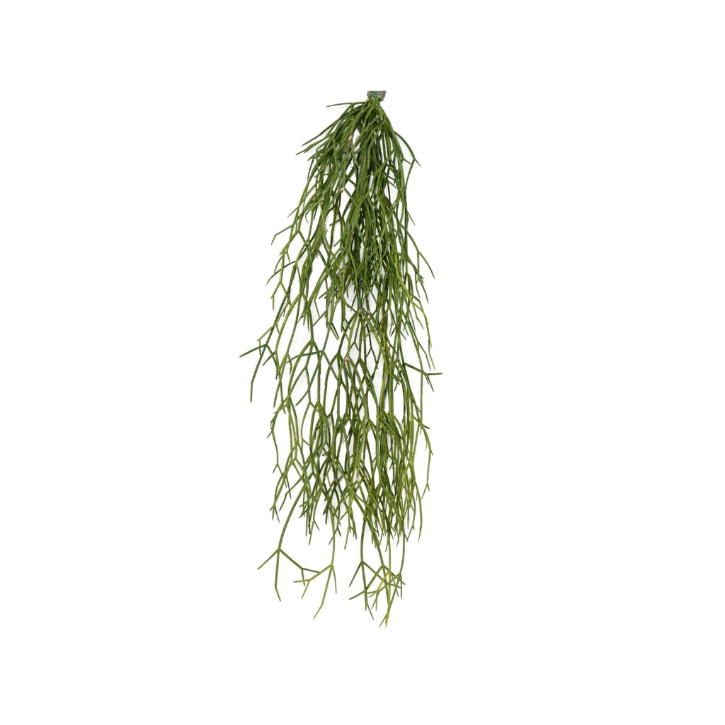 Mistletoe by Capital Garden