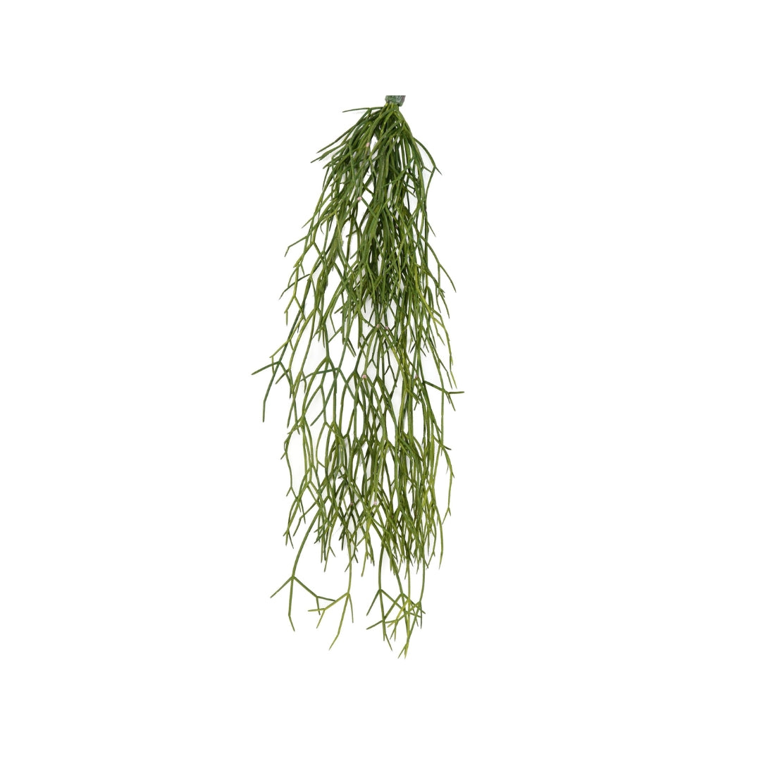 Mistletoe by Capital Garden