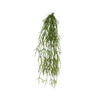 Mistletoe by Capital Garden