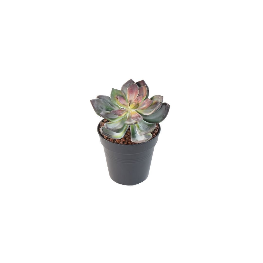 Succulent Red by Capital Garden