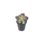 Succulent Red by Capital Garden
