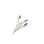 Muscali Spray Blue by Silk-Ka