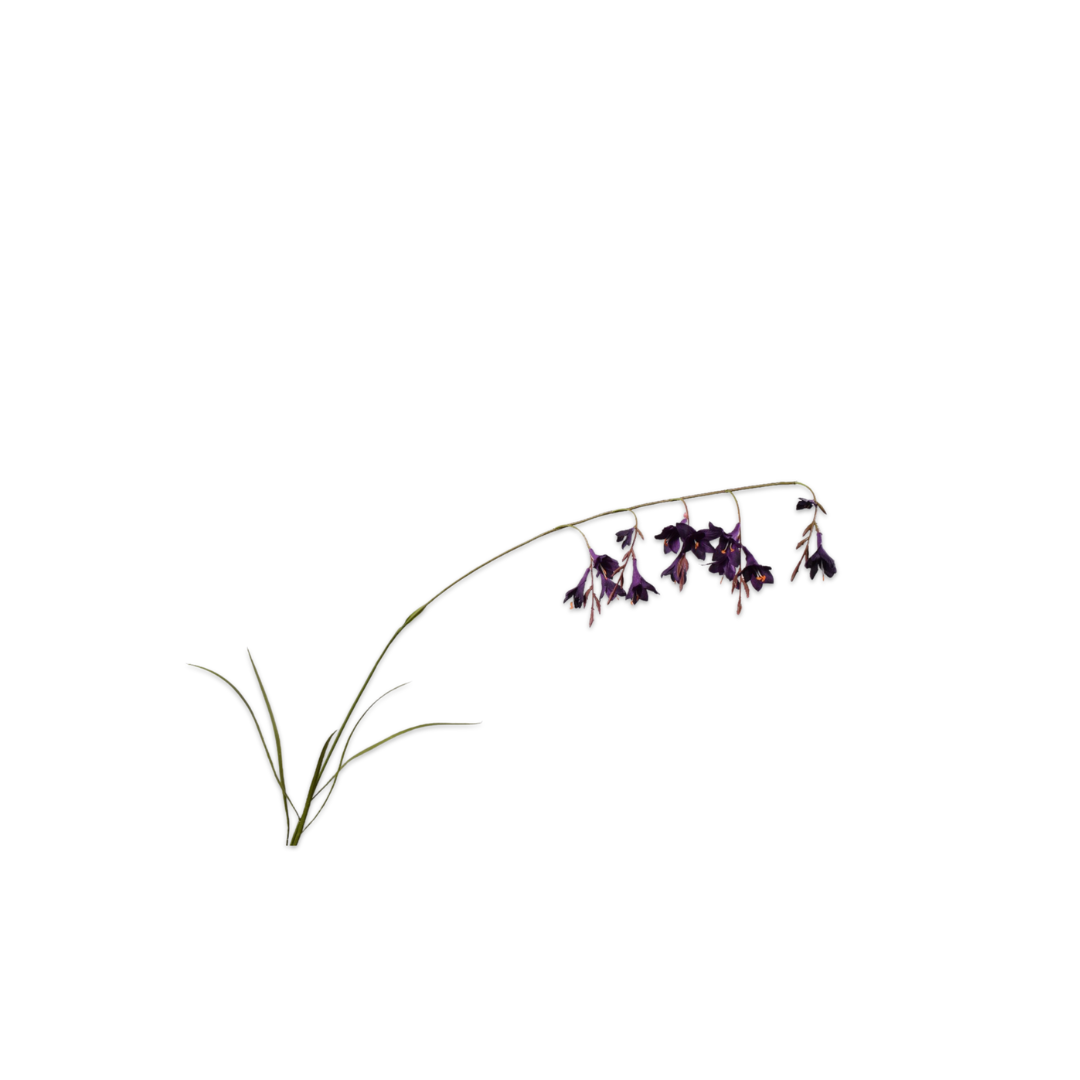 Dierama Stem Purple by Silk-Ka