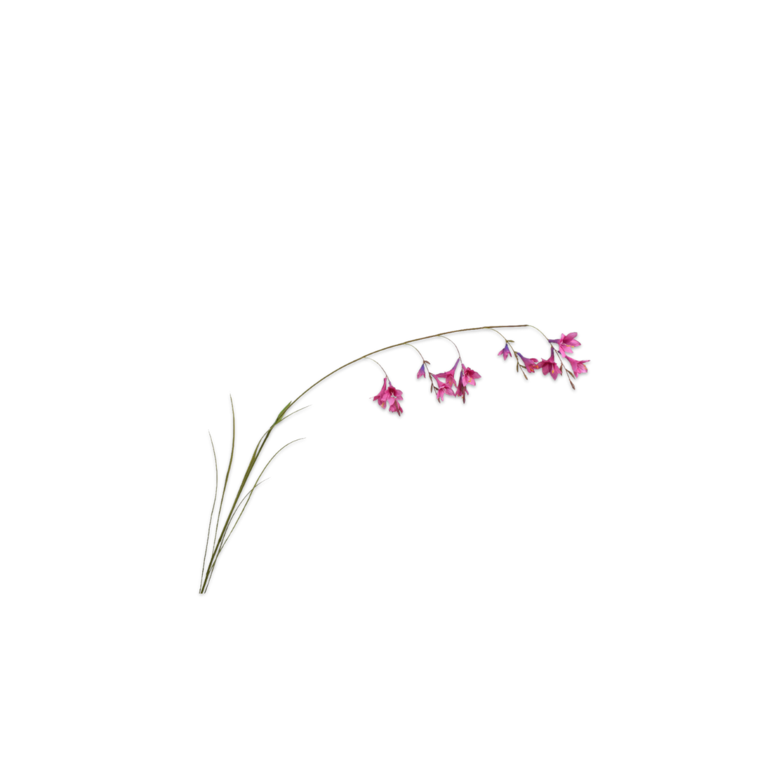 Dierama Stem Lavander Pink by Silk-ka