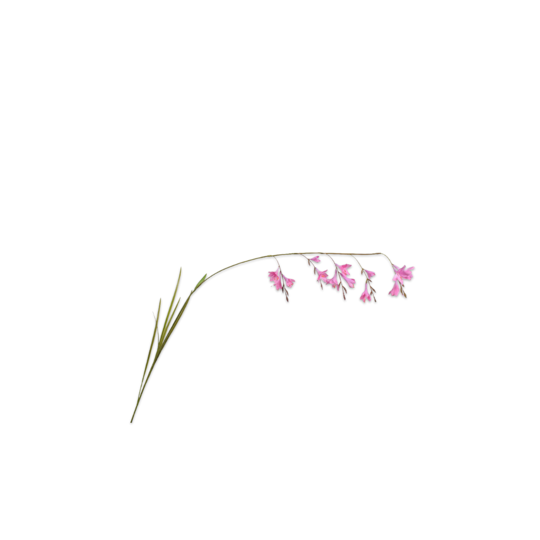 Dierama Stem Pink by Silk-ka