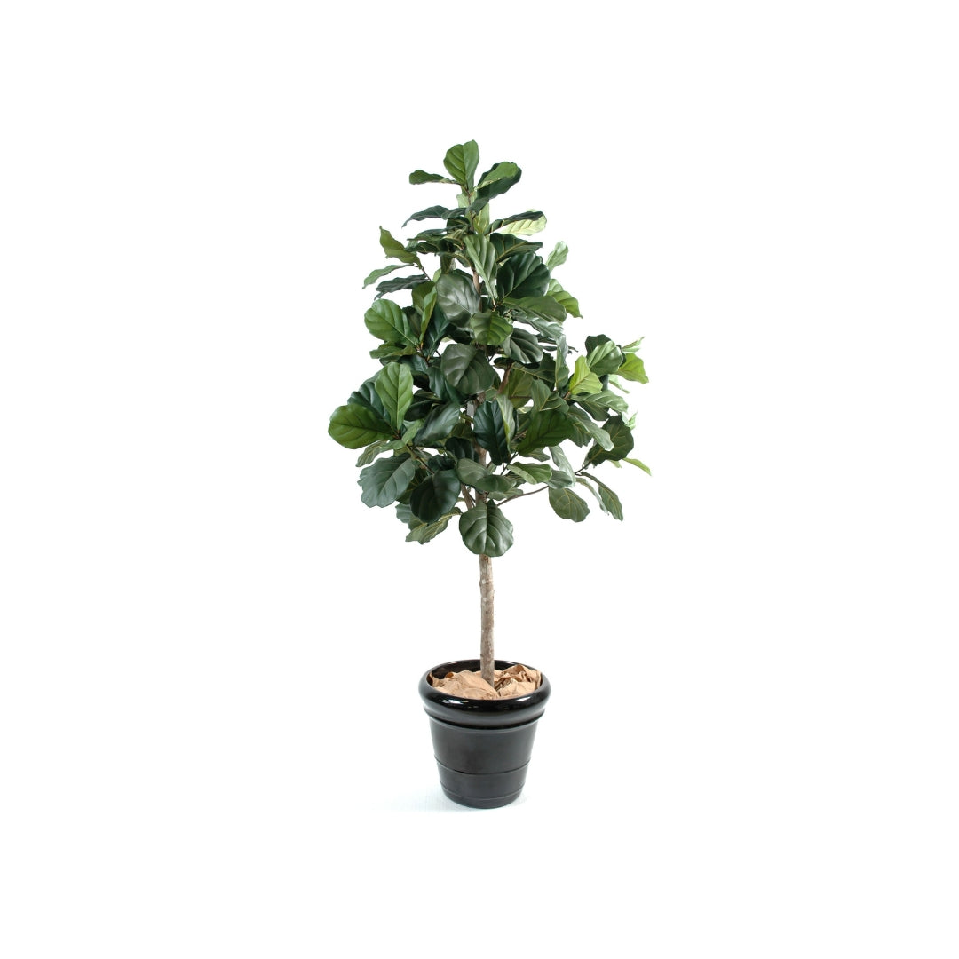 Lyrata Multi Tree by Capital Garden