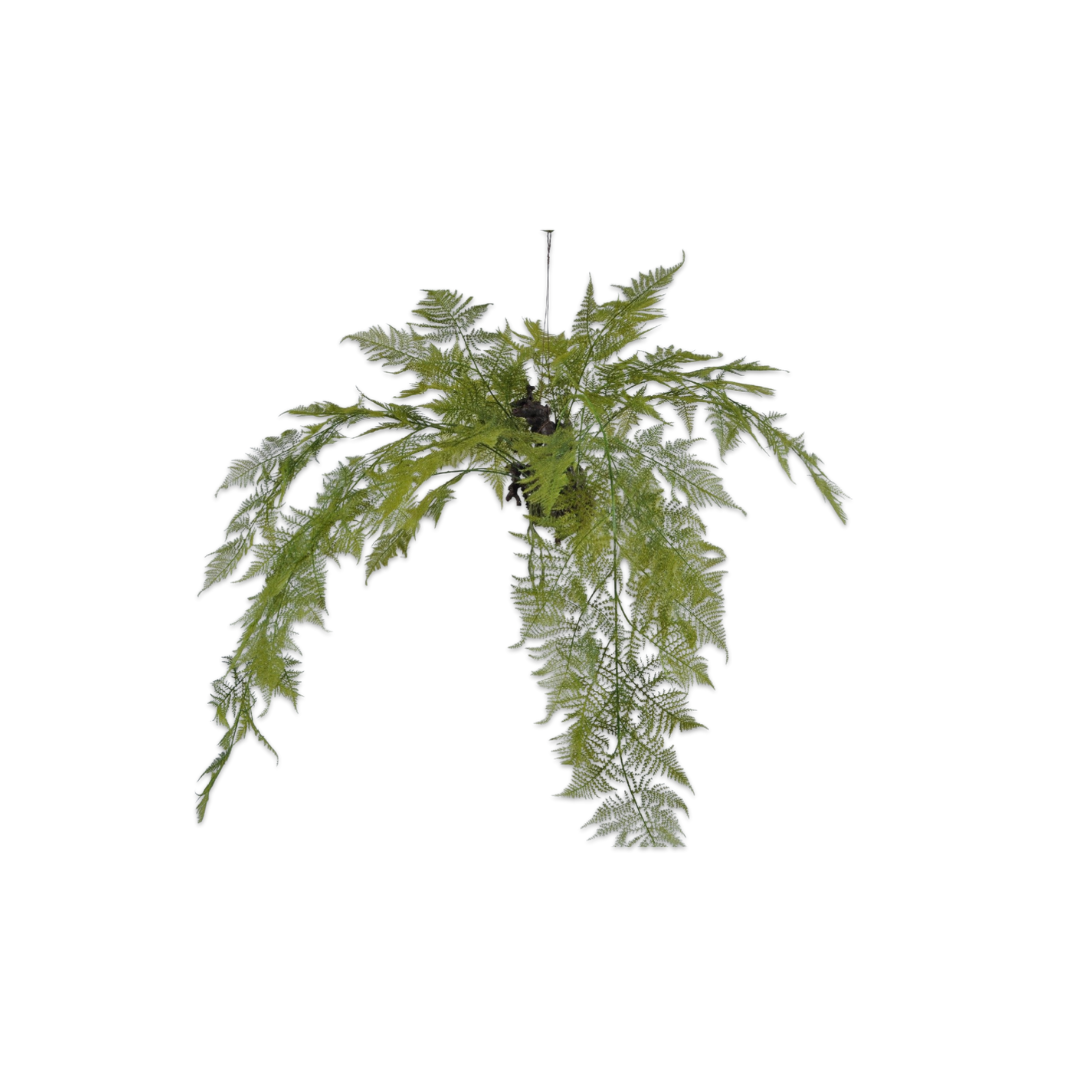 Asparagus Hanging Plant by Silk-ka