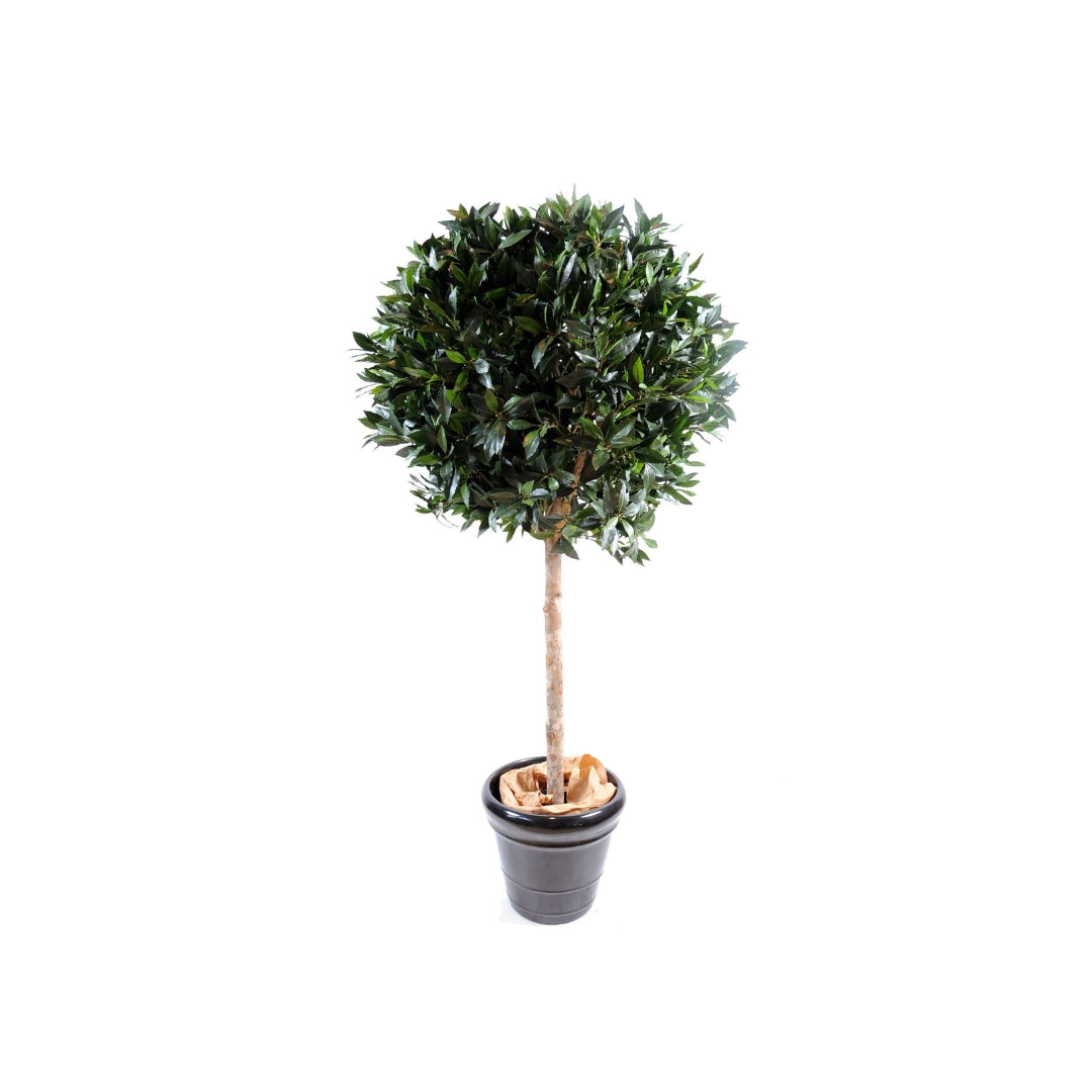 Laurel Standard Ball Tree by Capital Garden