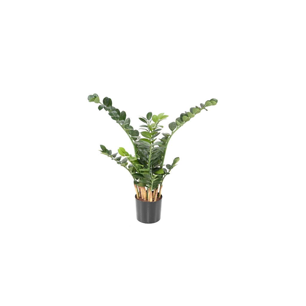 Zamia Tree by Capital Garden
