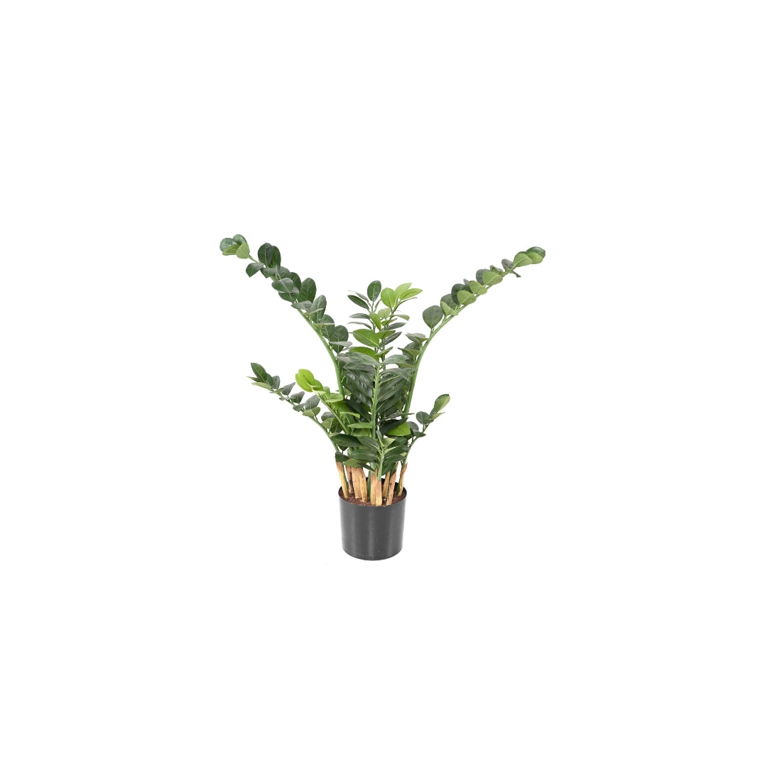 Zamia Tree by Capital Garden