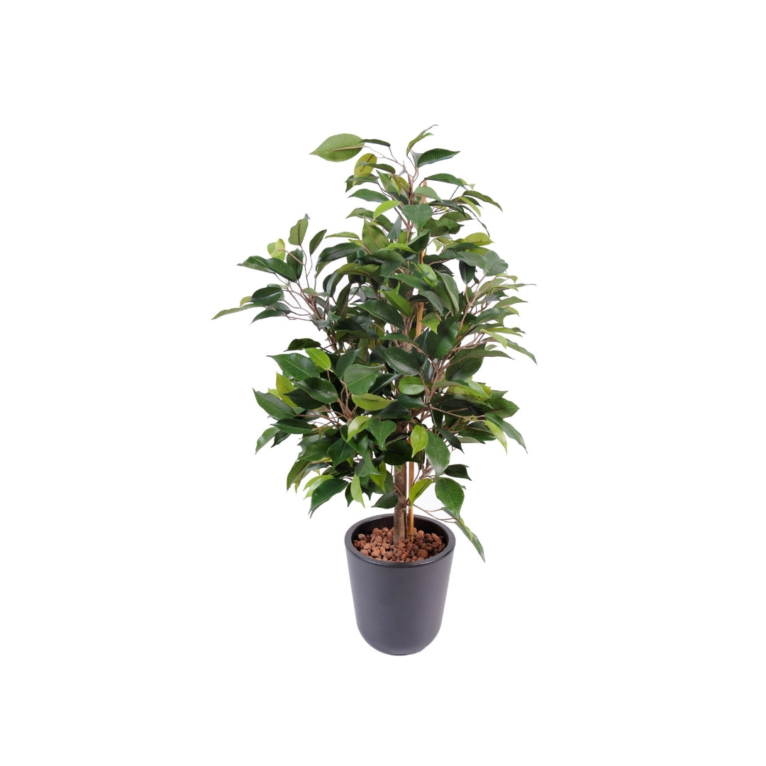 Ficus Tree by Capital Garden