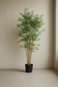 Bamboo Japanese Tree by Capital Garden