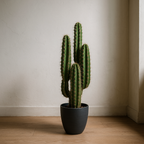 Cactus Finger Tree by Capital Garden