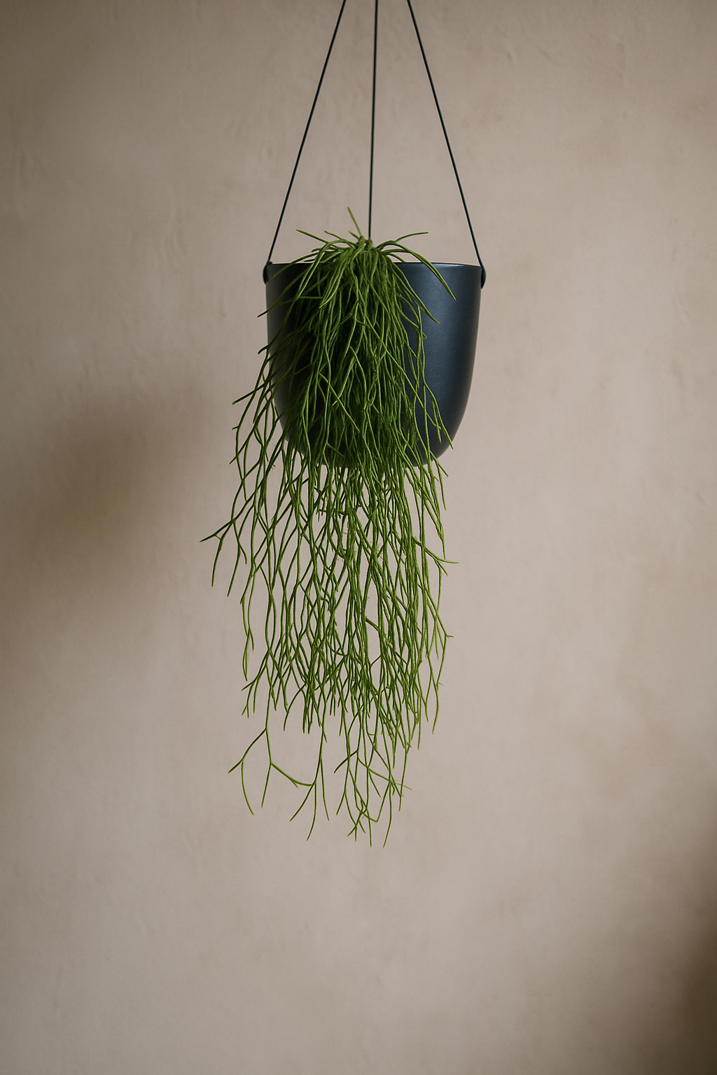 Mistletoe by Capital Garden