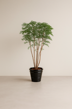 American Willow Tree by Capital Garden