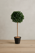 Laurel Standard Ball Tree by Capital Garden