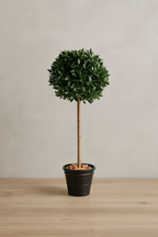 Laurel Standard Ball Tree by Capital Garden