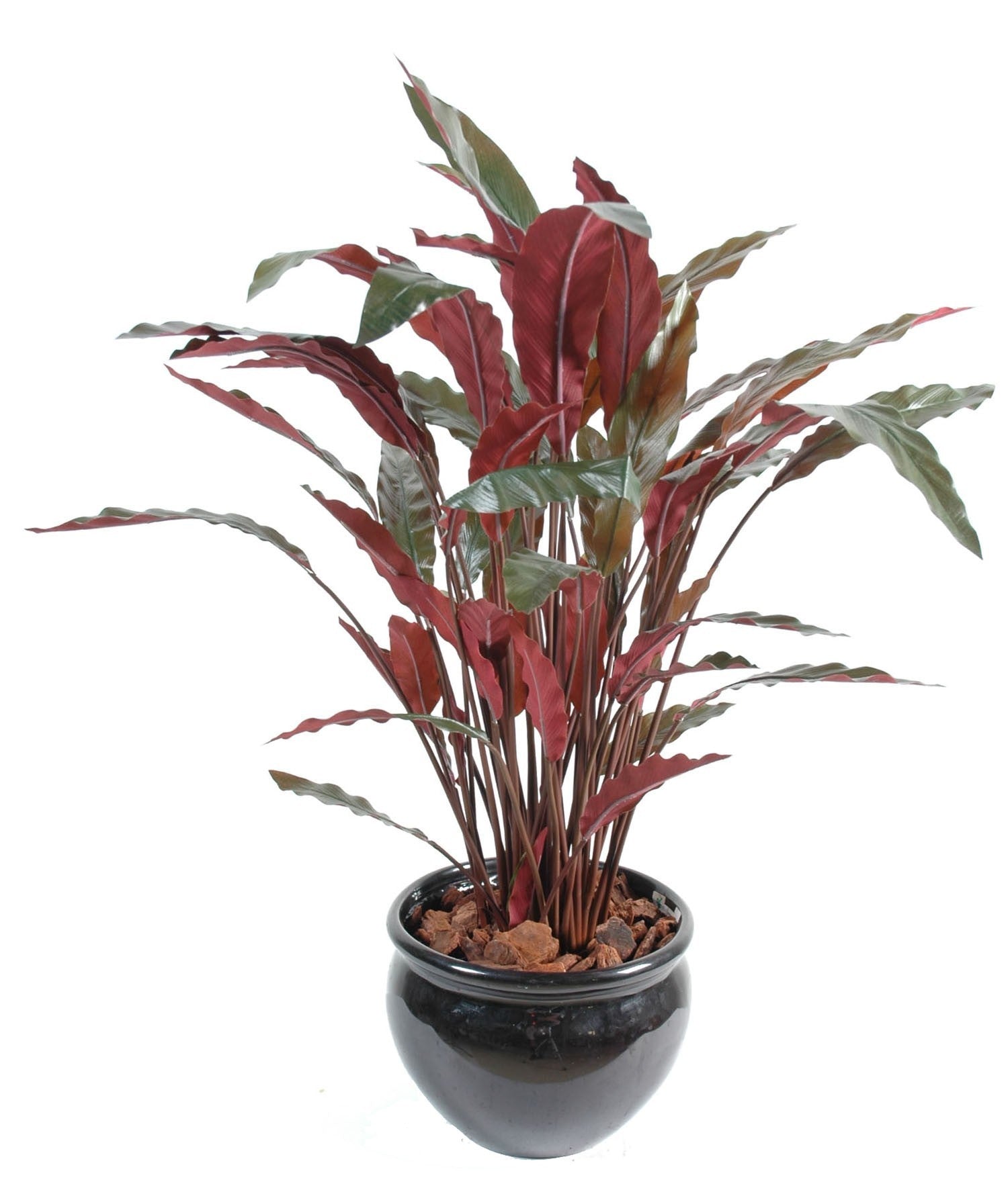Calathea Roseopticta Green by Capital Garden